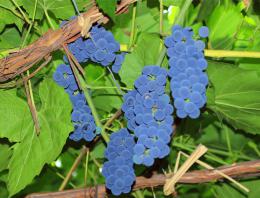 葡萄