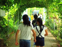 葡萄架下阴凉小道