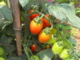 小西红柿（圣女果）